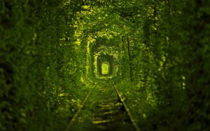 Зеленый туннель - скачать обои на рабочий стол