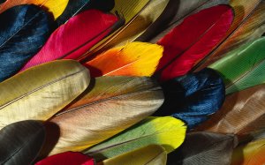 Цветные перья - скачать обои на рабочий стол