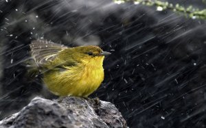 Птичка под дождем - скачать обои на рабочий стол