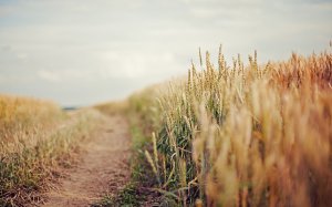 Обои для рабочего стола: Дорога в пшенице