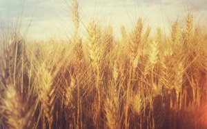 Колосья пшеницы - скачать обои на рабочий стол