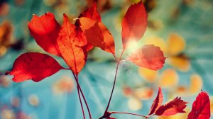 Красные листья осени - скачать обои на рабочий стол