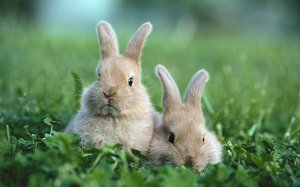 Серые кролики - скачать обои на рабочий стол