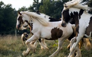 Пятнистые кони - скачать обои на рабочий стол