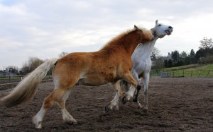Жестокие кони - скачать обои на рабочий стол