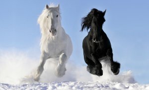 Белый конь и черный конь - скачать обои на рабочий стол