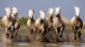 Пятерка белых коней - скачать обои на рабочий стол