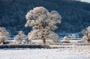 Дерево в зимнем одеянии - скачать обои на рабочий стол