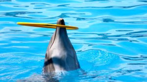 Дельфин с обручем - скачать обои на рабочий стол