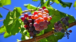 Виноградные грозди - скачать обои на рабочий стол