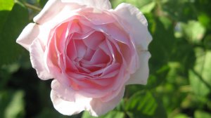 Розовая роза - скачать обои на рабочий стол
