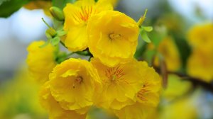 Желтые цветы - скачать обои на рабочий стол