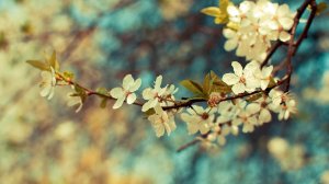 Весеннее цветение садов - скачать обои на рабочий стол
