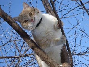 Кот на дереве - скачать обои на рабочий стол