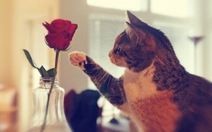 Кошка и роза - скачать обои на рабочий стол