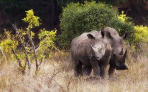 Пара носорогов - скачать обои на рабочий стол