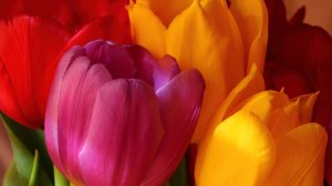 Разноцветные тюльпаны - скачать обои на рабочий стол