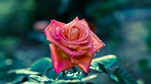 Роза в каплях росы - скачать обои на рабочий стол