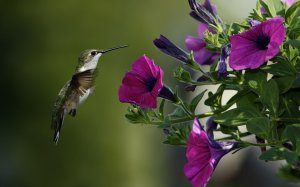 Колибри у цветов - скачать обои на рабочий стол