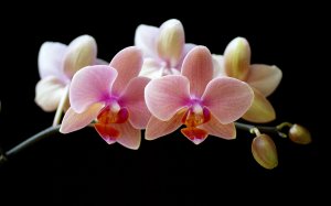 Ветка орхидеи - скачать обои на рабочий стол