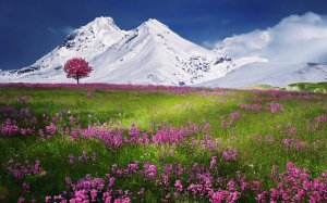 Цветы на фоне белых гор - скачать обои на рабочий стол