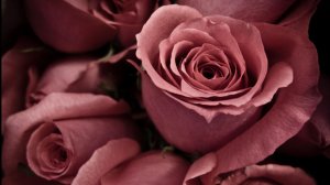 Розы редкого оттенка - скачать обои на рабочий стол