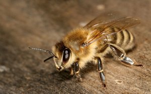 Мохнатая пчелка - скачать обои на рабочий стол