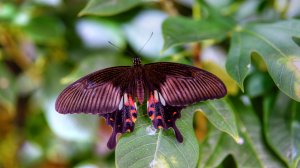 Фиолетовая бабочка - скачать обои на рабочий стол