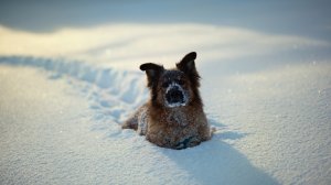 Собака в снегу - скачать обои на рабочий стол