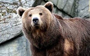 Портрет медведя - скачать обои на рабочий стол