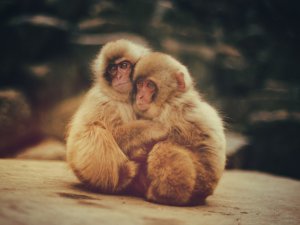 Пара обезьянок - скачать обои на рабочий стол