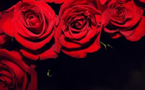Красные розы - скачать обои на рабочий стол