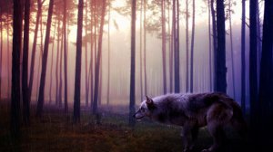 Волк в лесу - скачать обои на рабочий стол