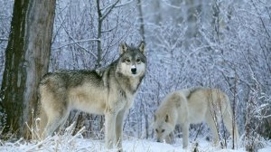 Волк и волчица - скачать обои на рабочий стол
