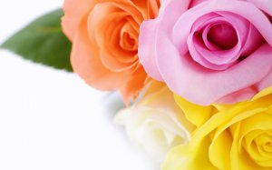 Цветные розы - скачать обои на рабочий стол