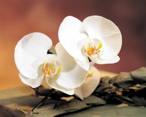 Снежная орхидея - скачать обои на рабочий стол