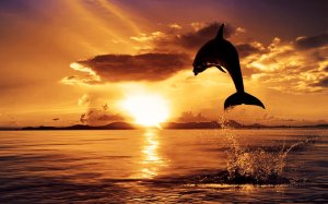 Прыжок дельфина - скачать обои на рабочий стол