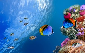 Экзотические рифы - скачать обои на рабочий стол