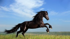 Богатырский конь - скачать обои на рабочий стол