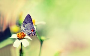 Бабочка на цветке - скачать обои на рабочий стол