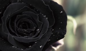 Черная роза - скачать обои на рабочий стол