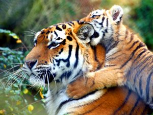 Тигрица и тигренок - скачать обои на рабочий стол