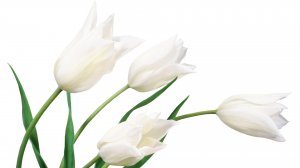 Белые тюльпаны - скачать обои на рабочий стол