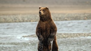 Медведь на реке - скачать обои на рабочий стол