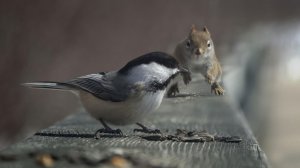 Птичка и белка - скачать обои на рабочий стол