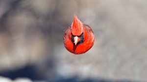 Red из Angry birds - скачать обои на рабочий стол