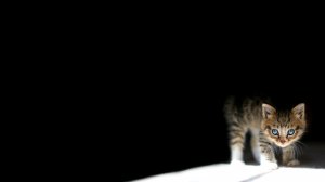 Пугливый котенок - скачать обои на рабочий стол
