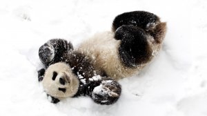 Панда в снегу - скачать обои на рабочий стол