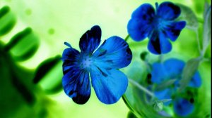 Синие цветики - скачать обои на рабочий стол