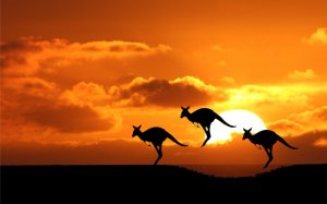 Тройка кенгуру - скачать обои на рабочий стол